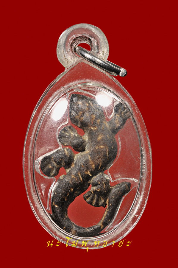 จิ้งจก หลวงปู่หน่าย วัดบ้านแจ้ง เนื้อกะลาตาเดียว